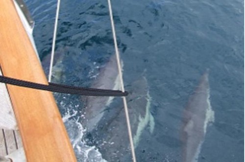 Dolphins racing with us © VDLCC http://www.ryct.org.au